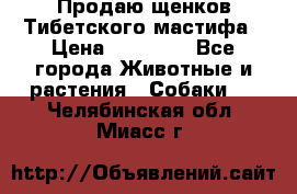 Продаю щенков Тибетского мастифа › Цена ­ 45 000 - Все города Животные и растения » Собаки   . Челябинская обл.,Миасс г.